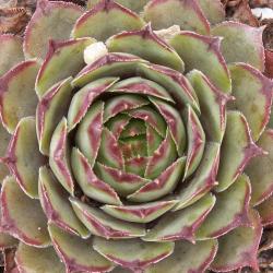 Sempervivum - Dachwurz - Hauswurz